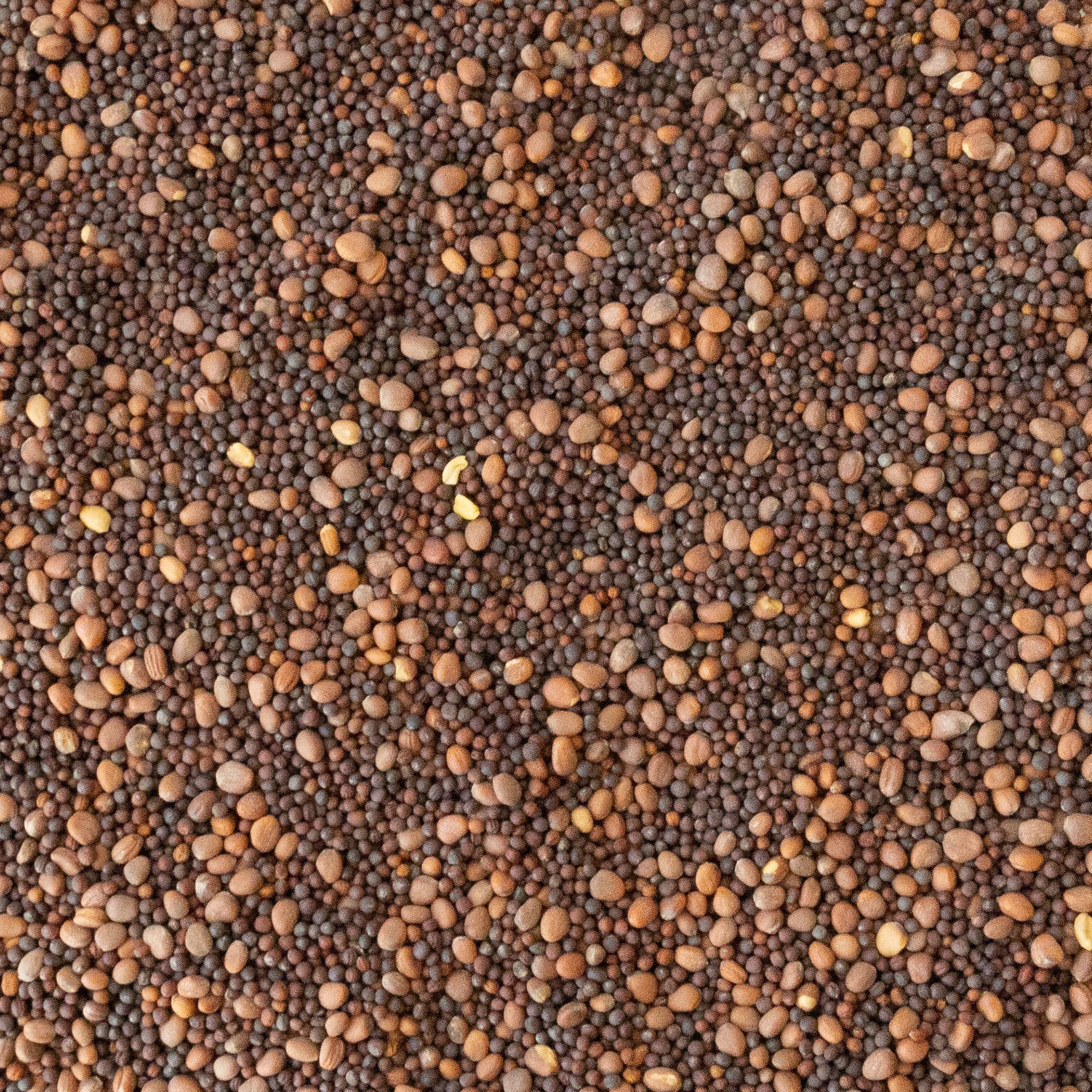 Organic Brassica Classic Trio Cover Crop Seed Mix - 4 Oz ~29,580 Seeds - Includes Daikon Radish, Rapeseed, and Turnip - Bulk Cov